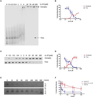 Antimicrobial Peptide LL-37 Facilitates Intracellular Uptake of RNA Aptamer Apt 21-2 Without Inducing an Inflammatory or Interferon Response